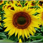 žlutá kam se podíváš