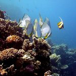 Krajina útesová II