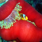 Najdi druhého klauna