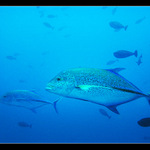 Bluefin Trevally