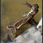 Sežeru ti modelku,neva?