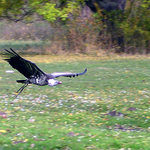 ZAYFERUS II - Sup gliding