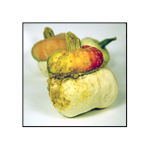 -= tekvice, tekvice, tekvice... =-