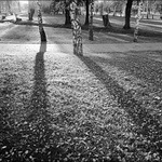 Podzimní světlo v parku