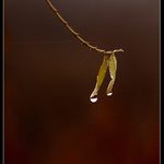 Dva listy dvě kapky