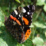 Motyl jeste jednou