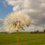 Pampeliska