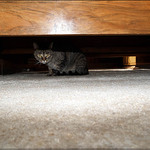 Trudy pod postelí všechno vidí, všechno hlídá - a Ty, Vlade Hoschi nezlob! nebo nedostaneš knihu Ondřeje Neffa: Tajná kniha o fotografii