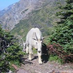 Horská koza z Glacier Parku