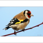 Zima na krku, chřipka na Balkáně... co Vám mám povídat ...