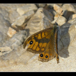 Něco mě asi kouslo...