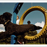 Hovor Hop! dokial nepreskocis