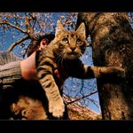 Ako sa dáva mačka dolu zo stromu