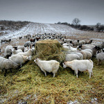 Ze života vesnice II.