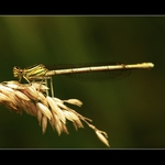 ...nějaký to šidélko...