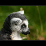 = Pražská zoo IV. - Lemur II. =
