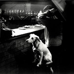 <b>Smutný život ...</b>