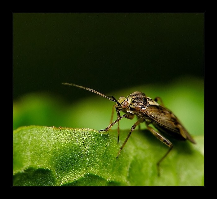 ...na listu...