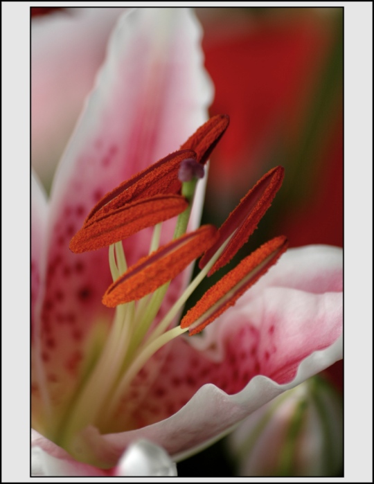 power of flower II