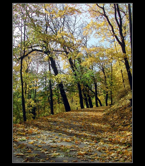 Podzim žlutozelený