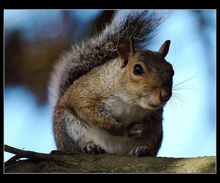 Squirrel 4