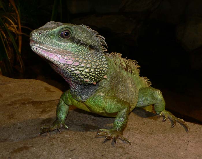 Ještěra