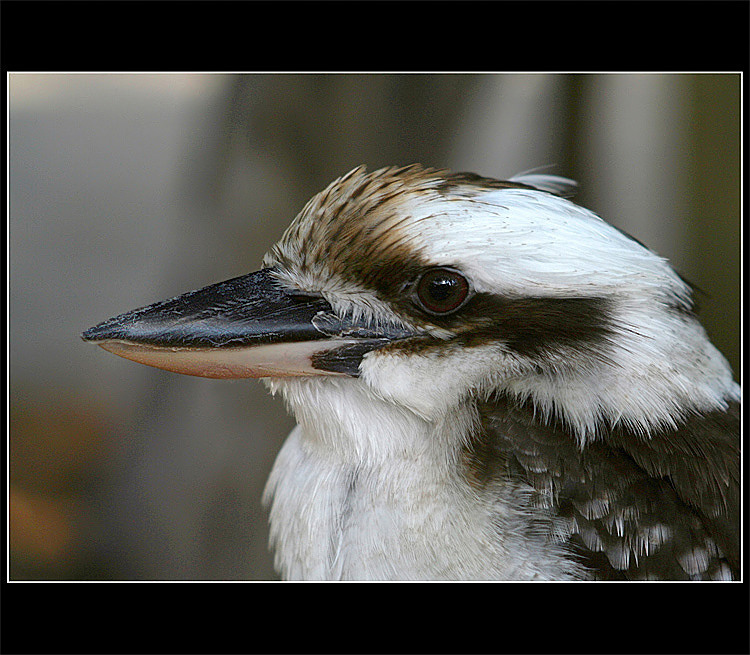 Laughing Kookaburra