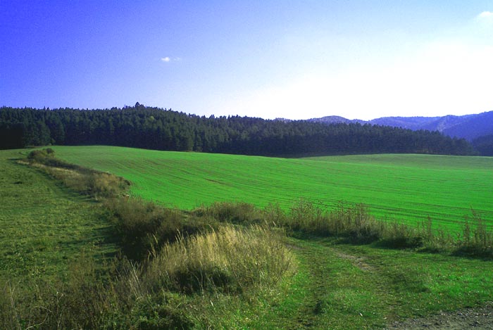 Roľa