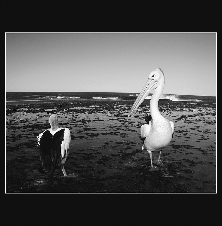 Vravel som ti, vcera boli vacsie...