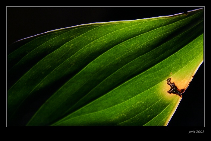 .. zelená abstrakce ...