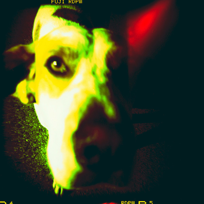 danny the dog
