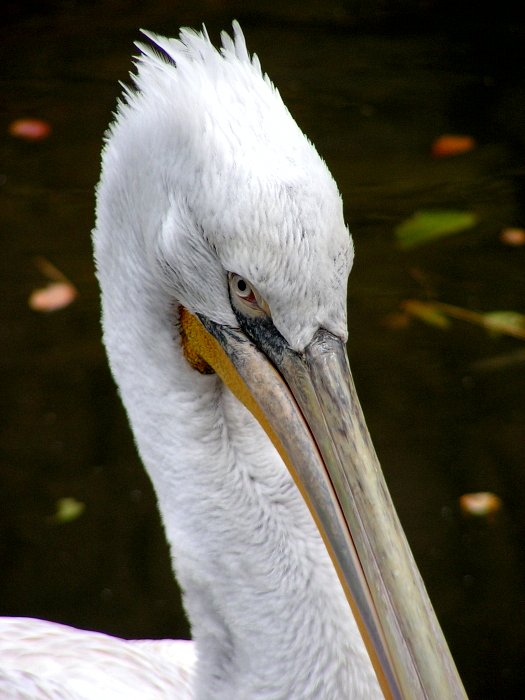Pelecanus onocrotalus