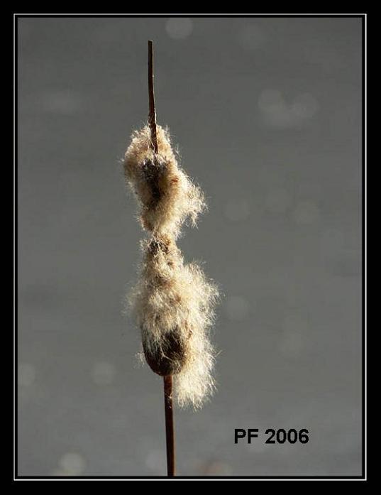 PF 2006