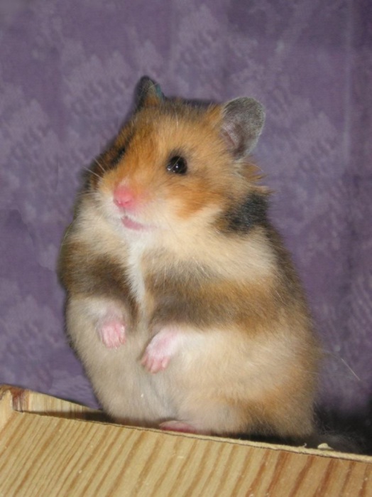 křeček