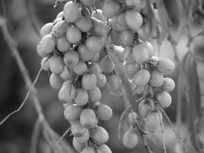 bobulová