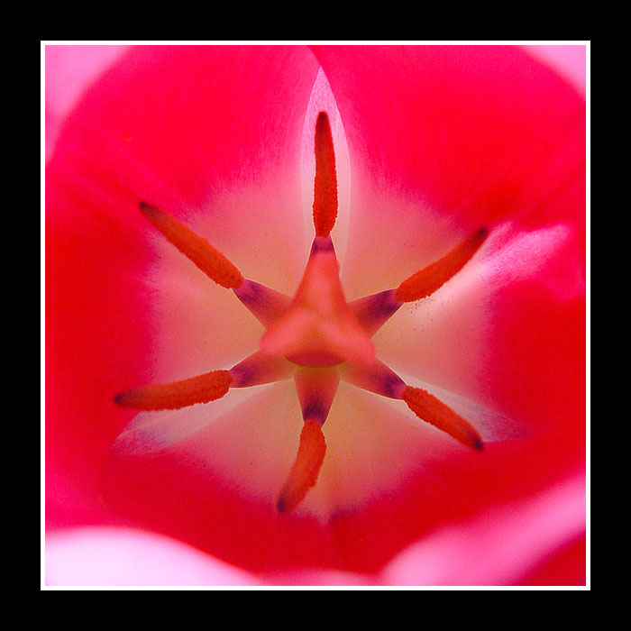 Tulipan