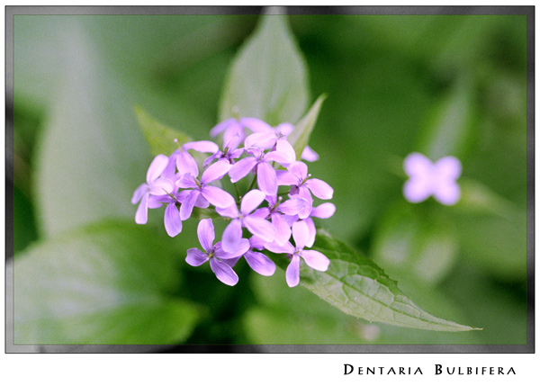 Dentaria Bulbifera