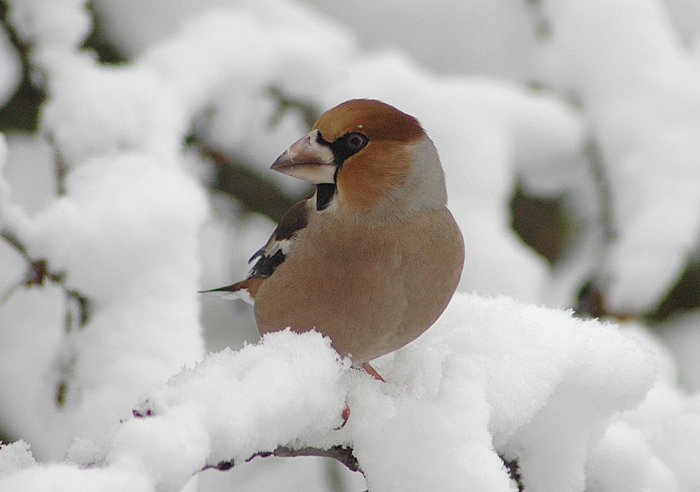 Zimní svět 2 - Dlask tlustozobý