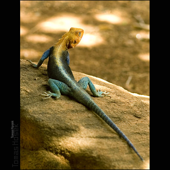 Agama Agama