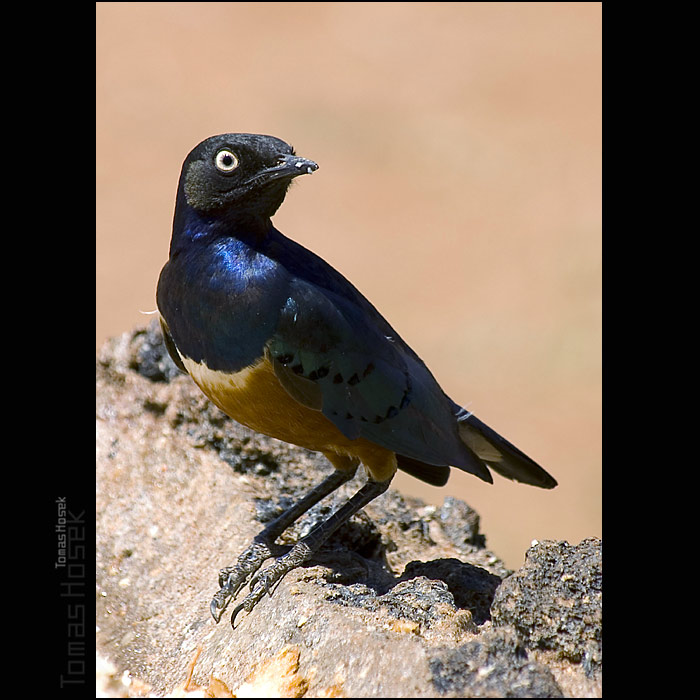 Blue bird
