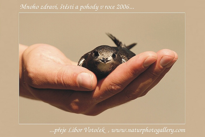 PF 2006