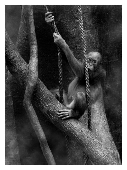 Zvoník od Matky Boží..