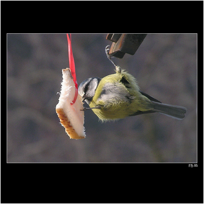 *** sýkorka akrobatka ***