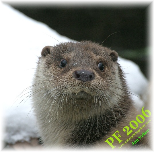 Krásné vánoce VŠEM na PP! nebodujte prosím!!