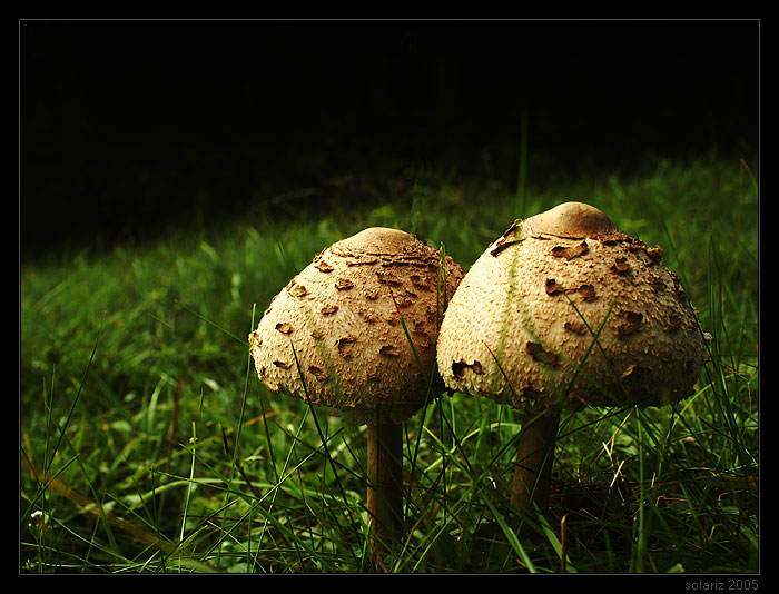 .: Twins :.