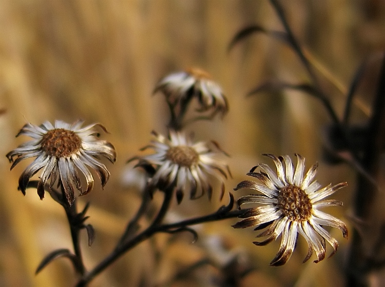 Opuštěné kolíbky