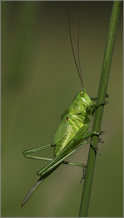 Uň II