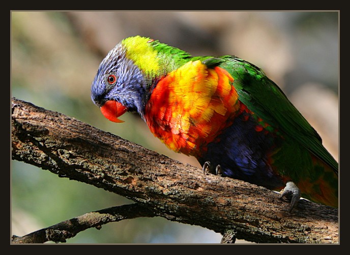 Rainbow lorikeet