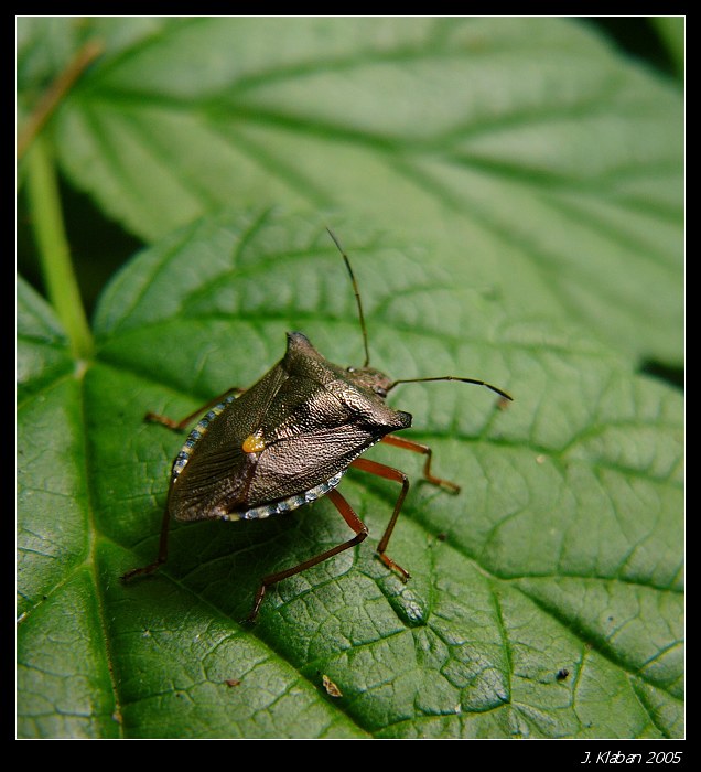 Listovní záležitost