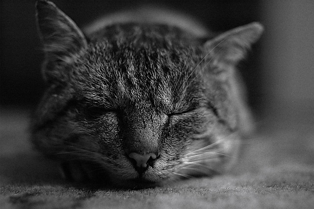 Bernie